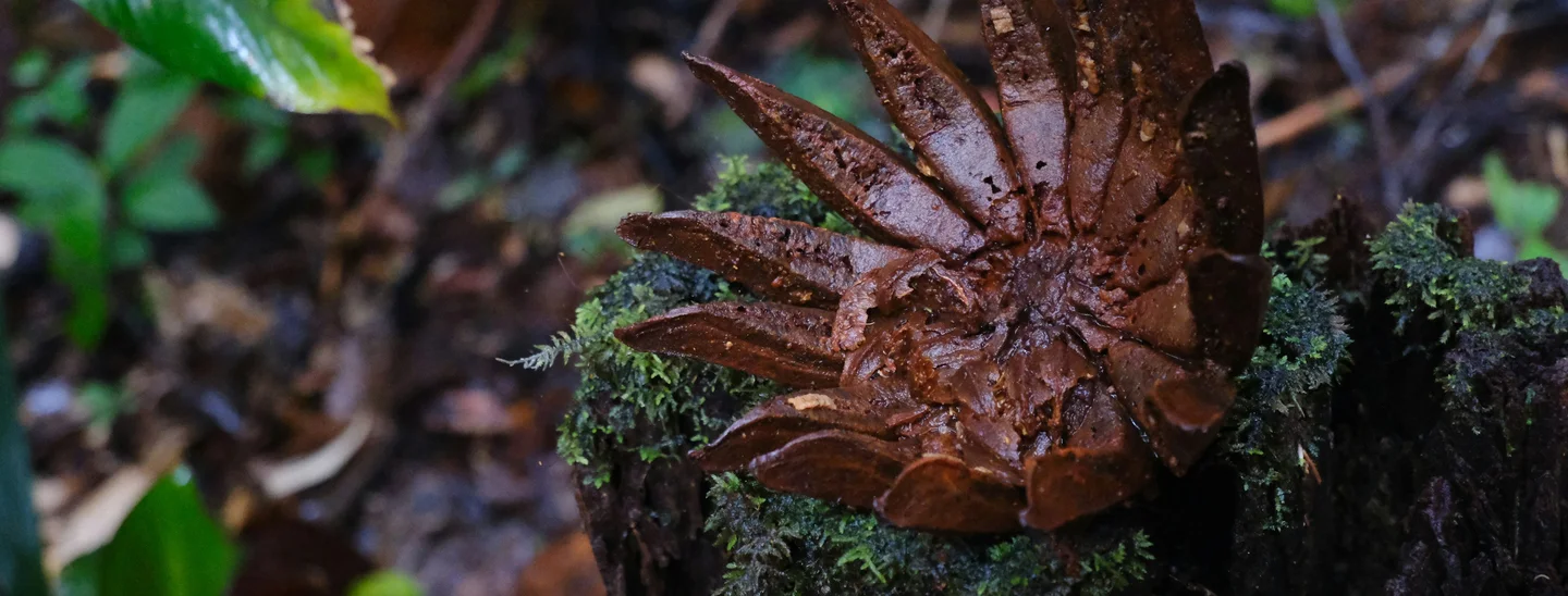 French Guiana