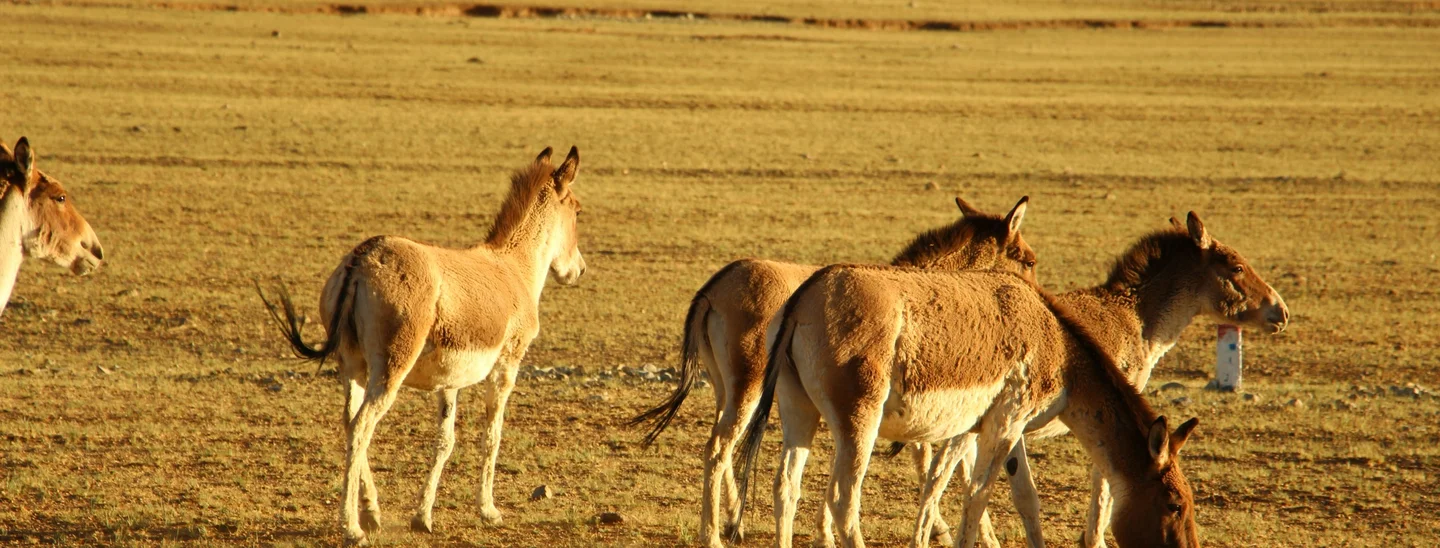 Mongolia