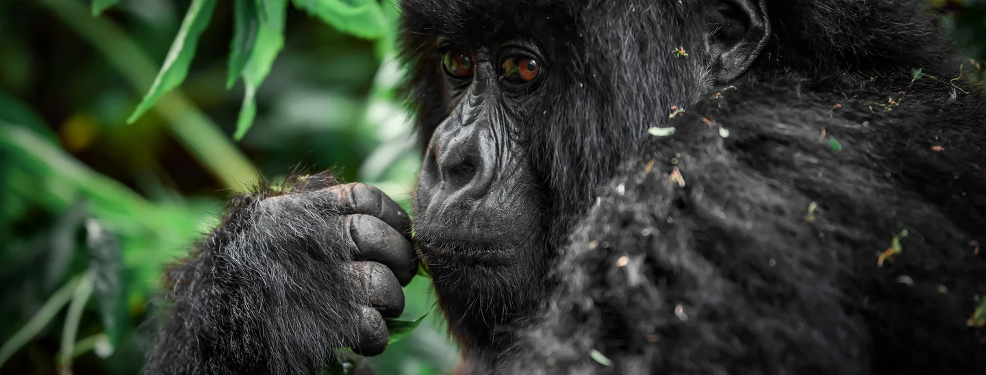 Rwanda